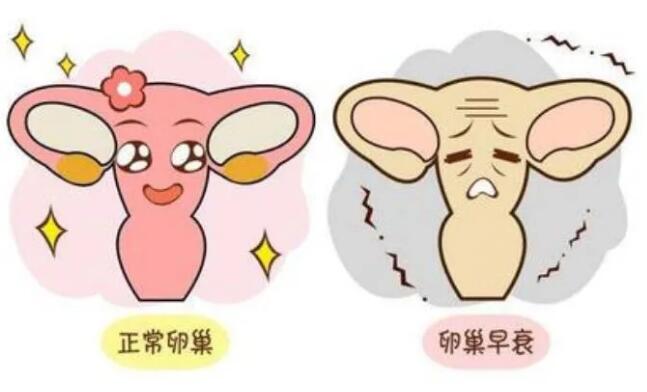 脐带间充质干细胞治疗卵巢早衰的研究进展 脐带间充质干细胞治疗卵巢早衰的研究进展